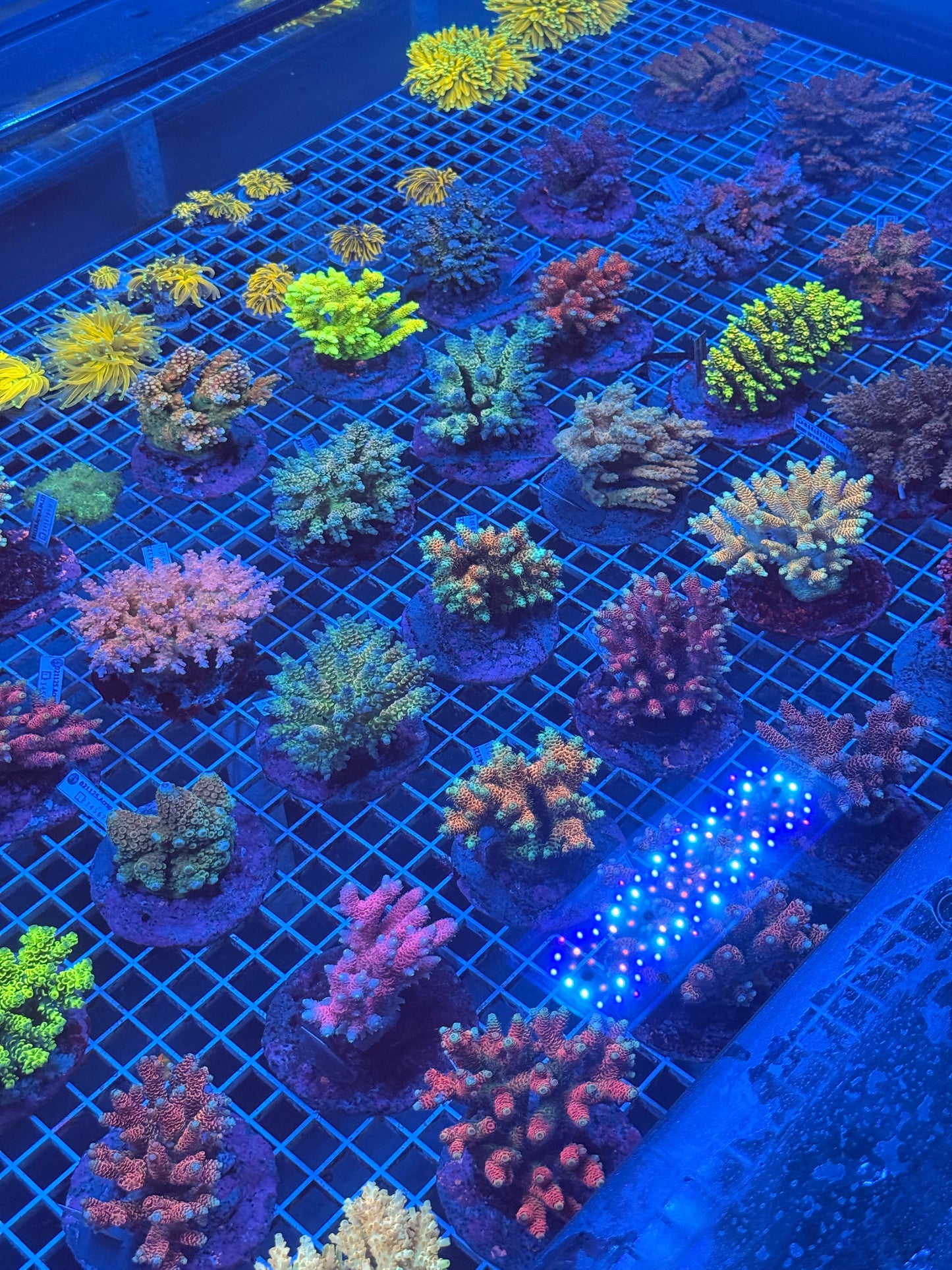 Acropora Colonies (SOLD OUT)