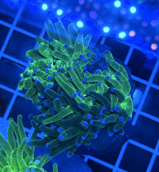 (WYSIWYG) Grafted Torch A3