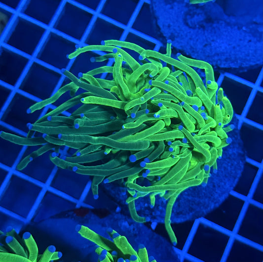 (WYSIWYG) Grafted Torch A5