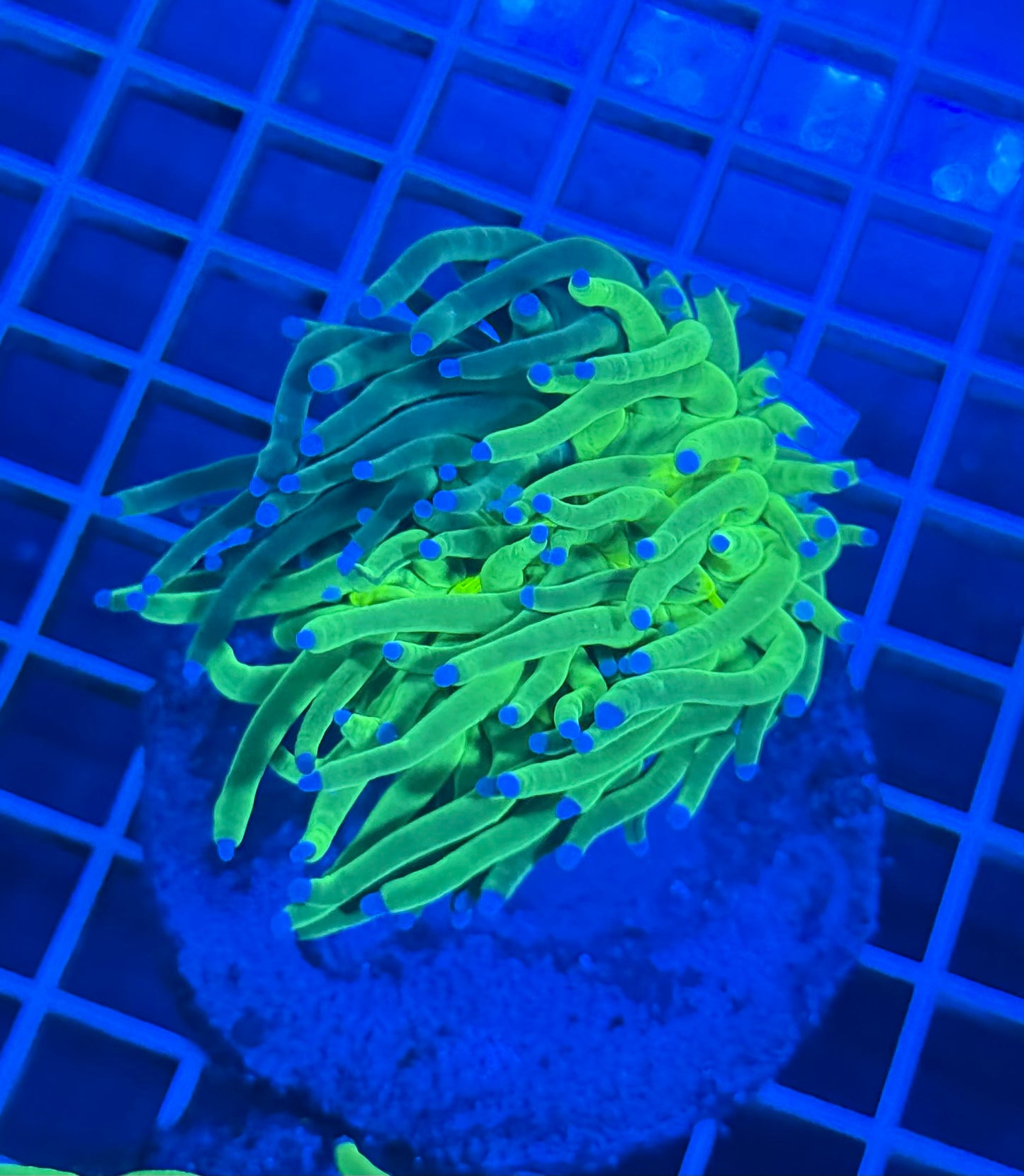 (WYSIWYG) Grafted Torch A6