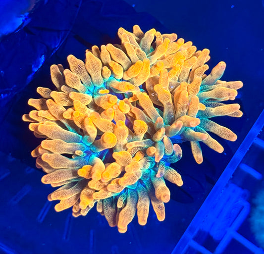 (WYSIWYG) Ultra Orange Bubble-Tip Anemone