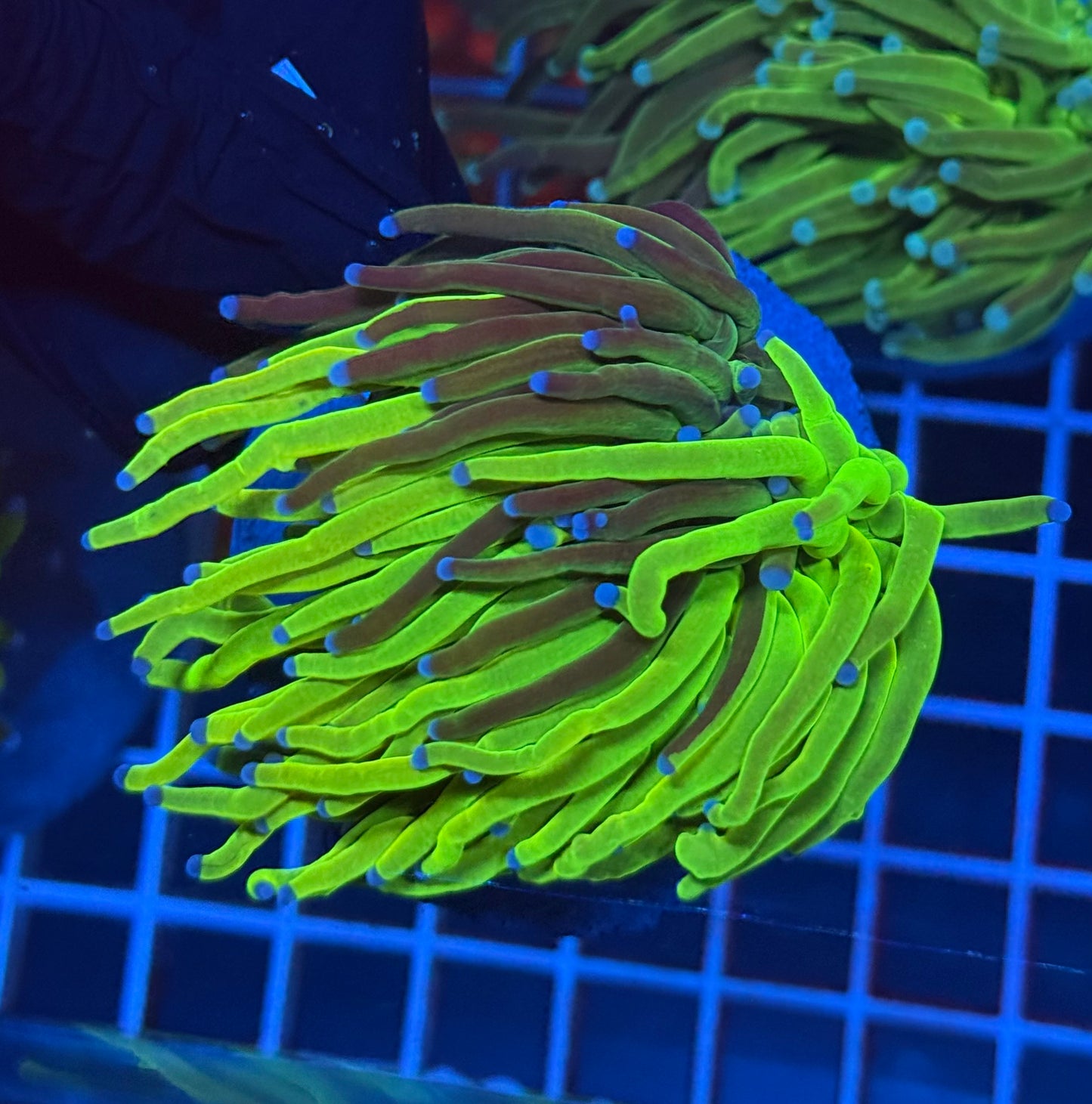 (WYSIWYG) Grafted Torch A1