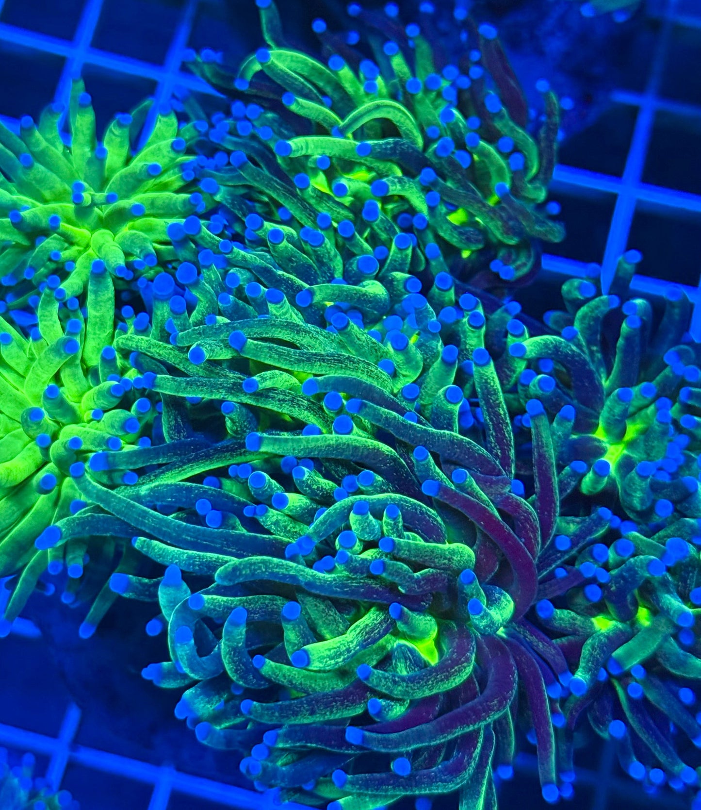 (HOT) Glitter Torch (Cut-to-Order)