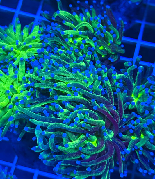 (HOT) Glitter Torch (Cut-to-Order)