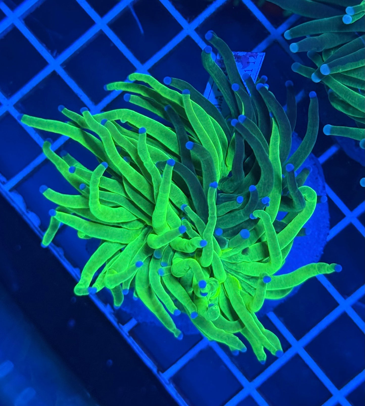 (WYSIWYG) Grafted Torch A1