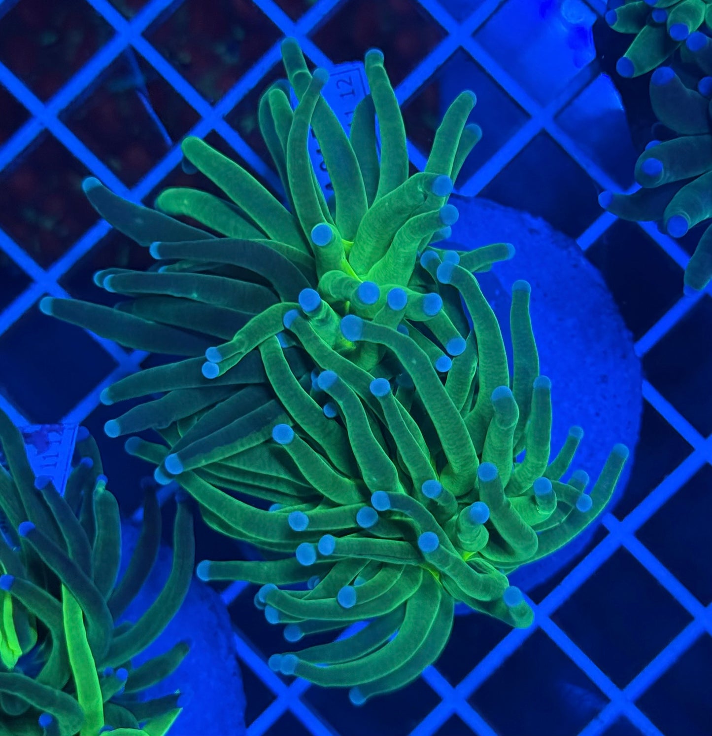 (WYSIWYG) Grafted Torch A2