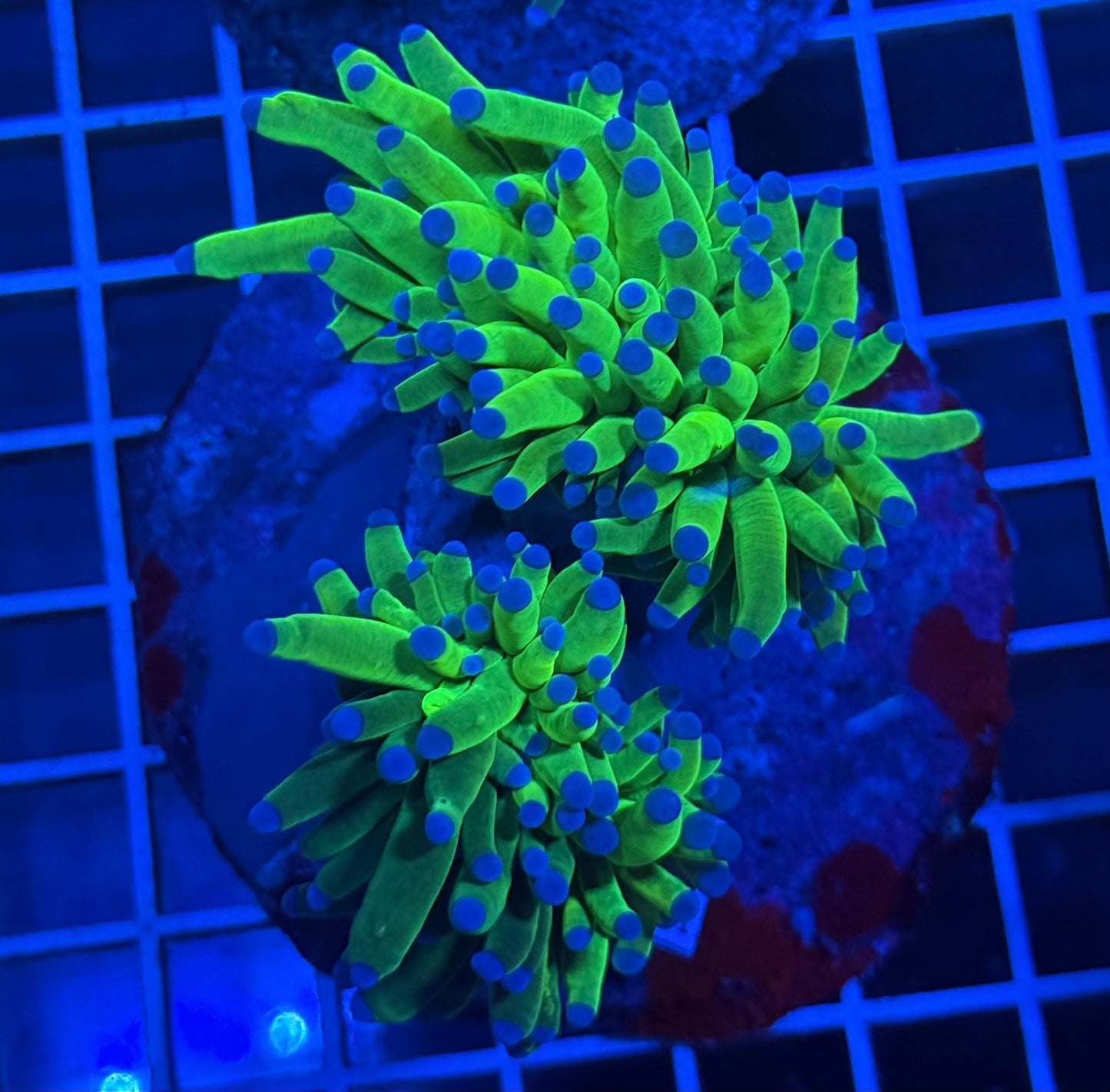 (WYSIWYG) Grafted Torch A4 (Bonus Head)