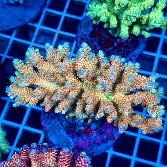 (WYSIWYG) Acropora Colony T2B8