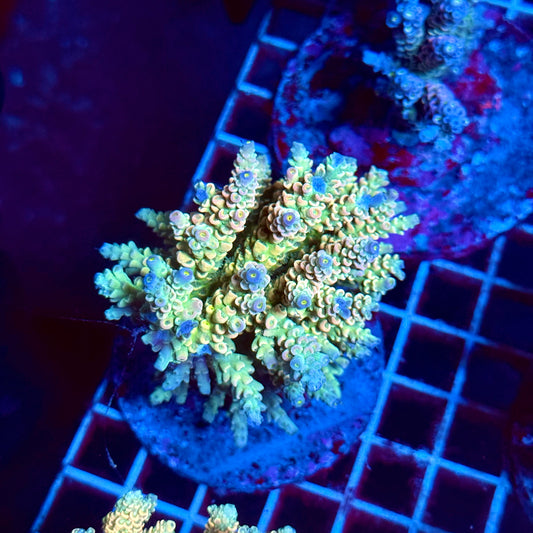 (WYSIWYG) Acropora Colony T2C1
