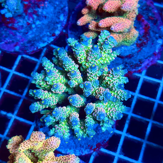 (WYSIWYG) Acropora Colony T2C2