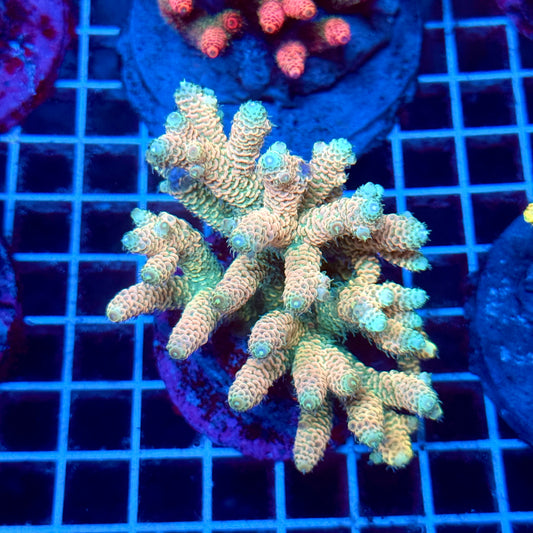 (WYSIWYG) Acropora Colony T2C12
