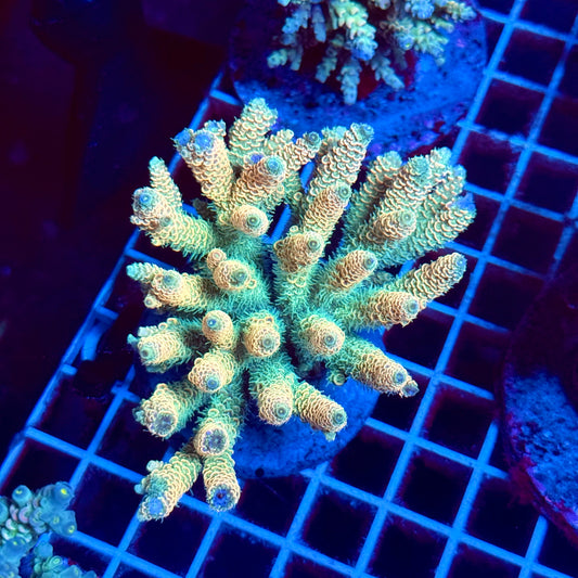(WYSIWYG) Acropora Colony T2D1