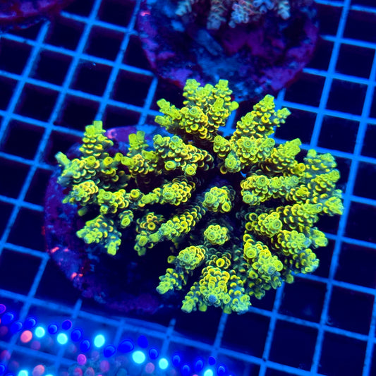 (WYSIWYG) Acropora Colony T2E6