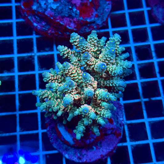 (WYSIWYG) Acropora Colony T2E7