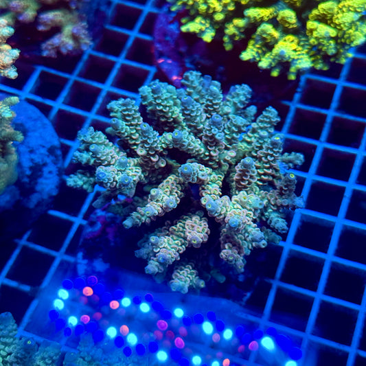 (WYSIWYG) Acropora Colony T2F6