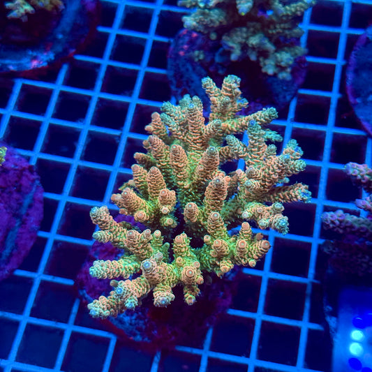 (WYSIWYG) Acropora Colony T2F9