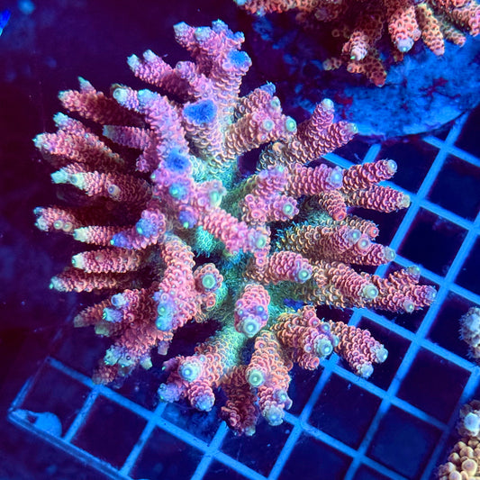 (WYSIWYG) Acropora Colony T2G1