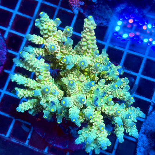 (WYSIWYG) Acropora Colony T2G4