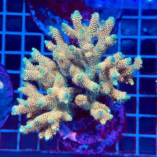 (WYSIWYG) Acropora Colony T2G10