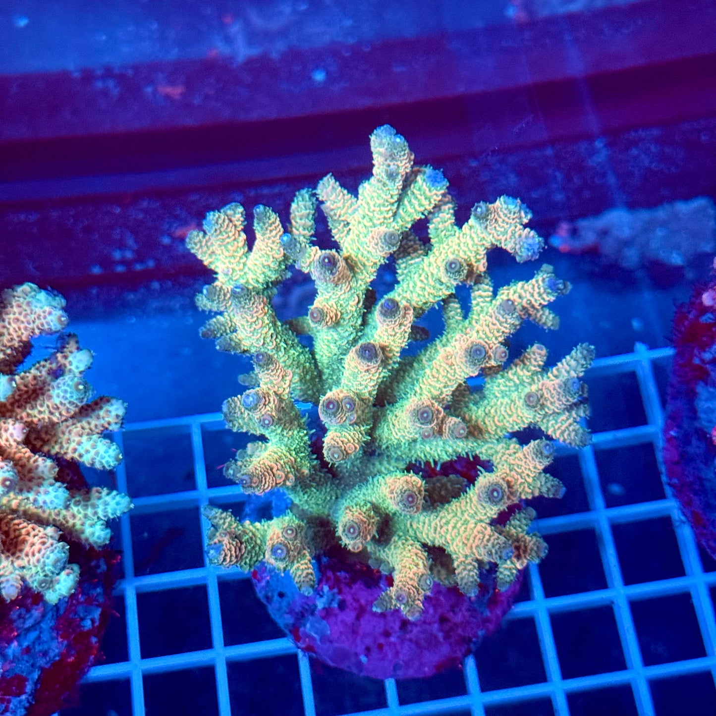 (WYSIWYG) Acropora Colony T2H2