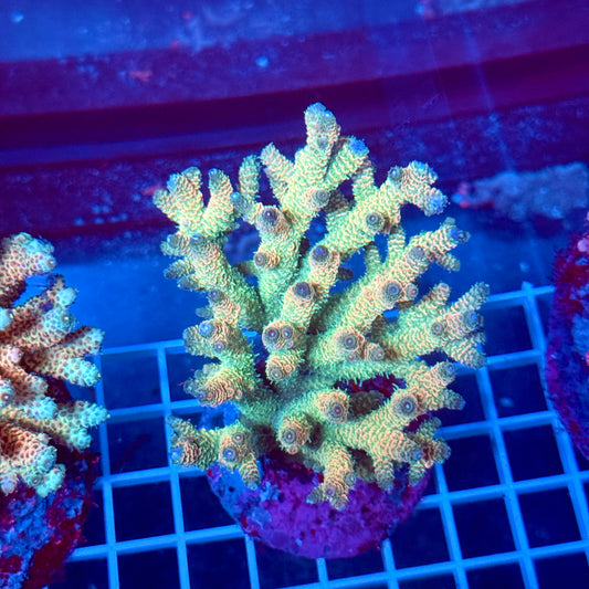 (WYSIWYG) Acropora Colony T2H2