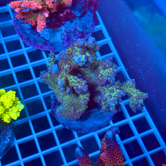 (WYSIWYG) Acropora Colony T2I3