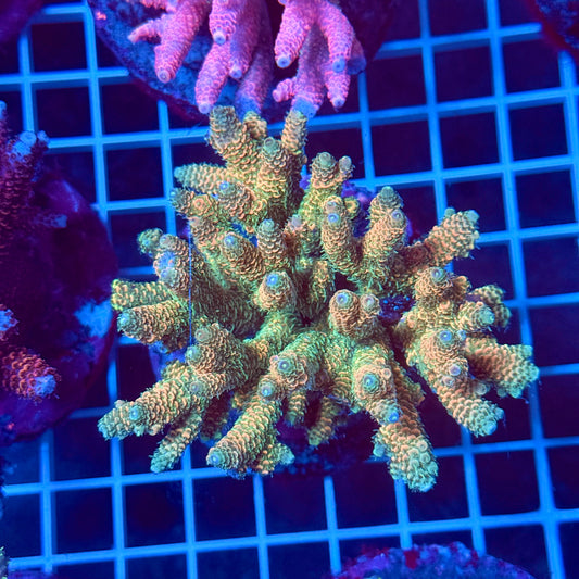 (WYSIWYG) Acropora Colony T2L2