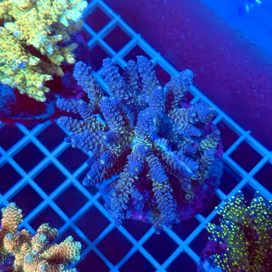 (WYSIWYG) Acropora Colony T2L3
