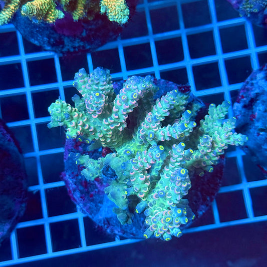 (WYSIWYG) Acropora Colony T2M2