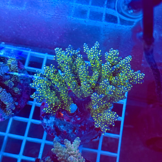 (WYSIWYG) Acropora Colony T2M3
