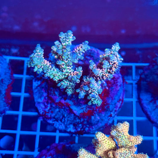 (WYSIWYG) Acropora Colony T3A2