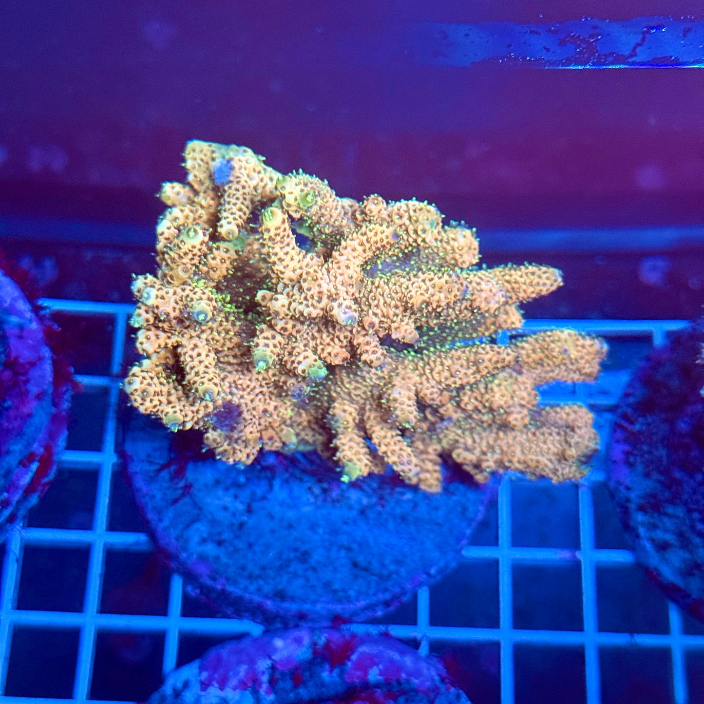 (WYSIWYG) Acropora Colony T3A3