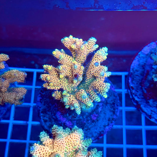 (WYSIWYG) Acropora Colony T3A4