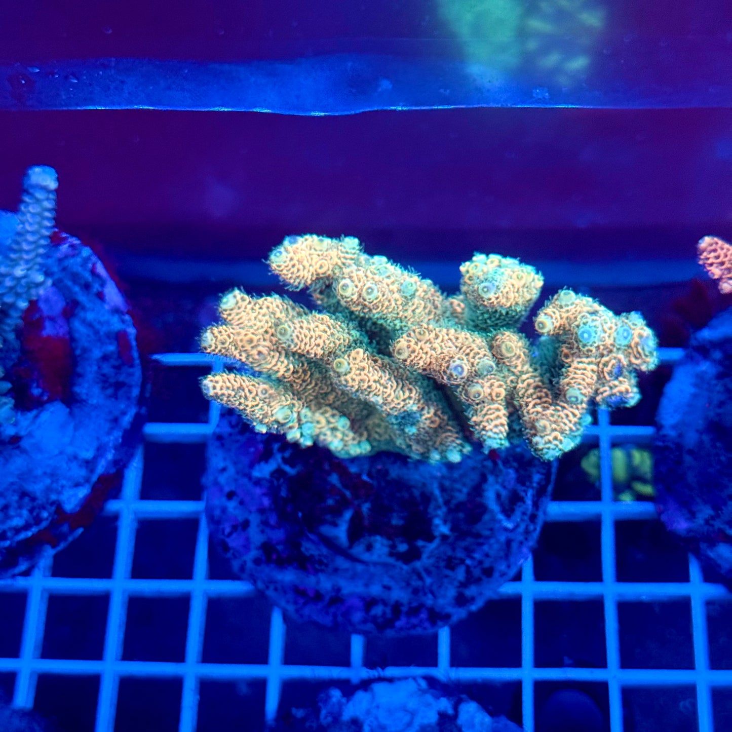 (WYSIWYG) Acropora Colony T3A6