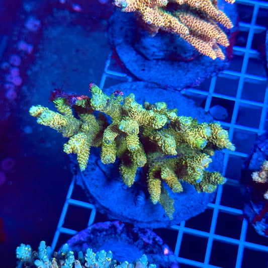 (WYSIWYG) Acropora Colony T3B1