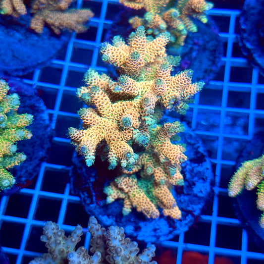 (WYSIWYG) Acropora Colony T3B4