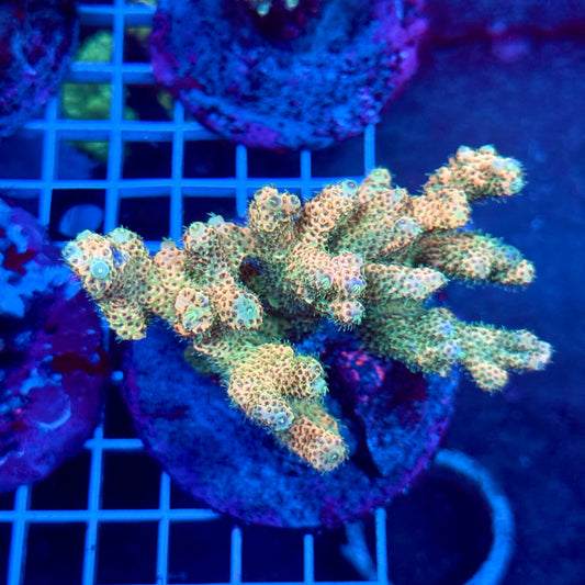 (WYSIWYG) Acropora Colony T3B7