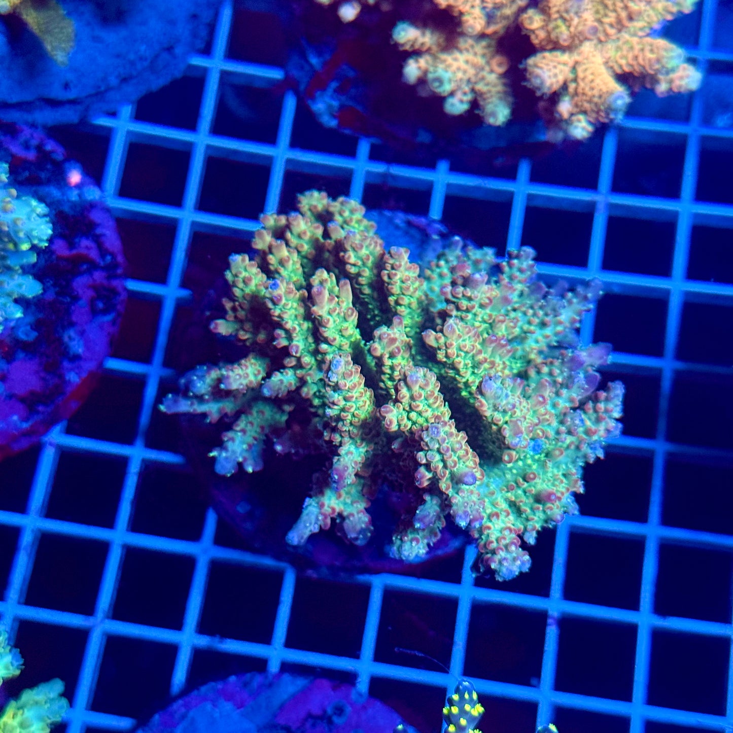 (WYSIWYG) Acropora Colony T3C2