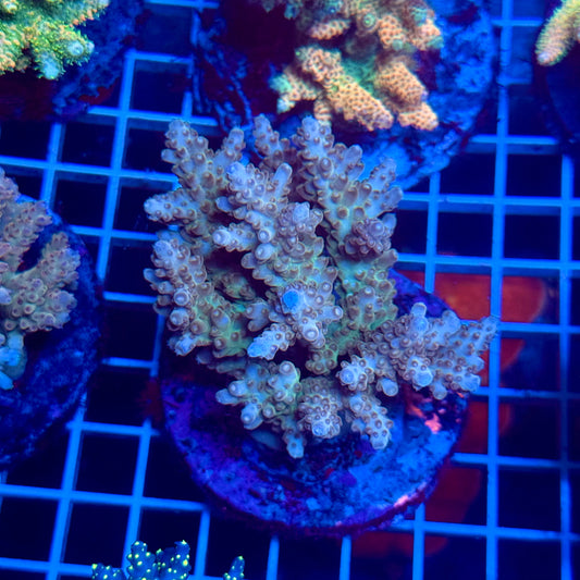 (WYSIWYG) Acropora Colony T3C4