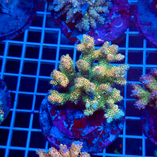 (WYSIWYG) Acropora Colony T3C6