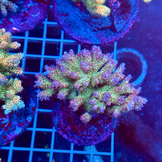 (WYSIWYG) Acropora Colony T3C7