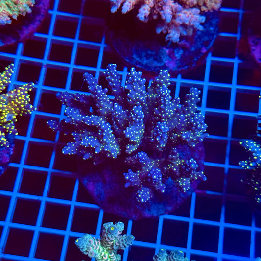 (WYSIWYG) Acropora Colony T3D3