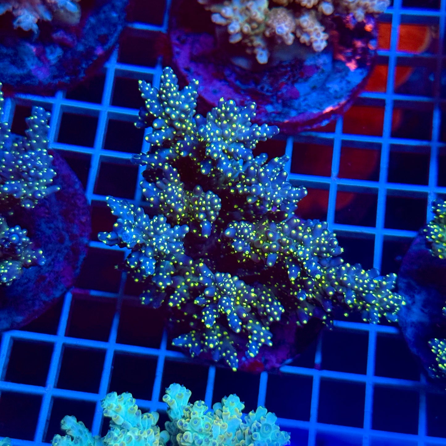 (WYSIWYG) Acropora Colony T3D4