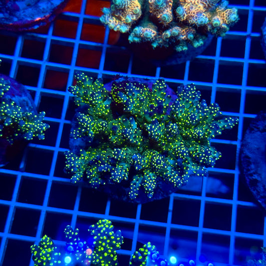 (WYSIWYG) Acropora Colony T3D5