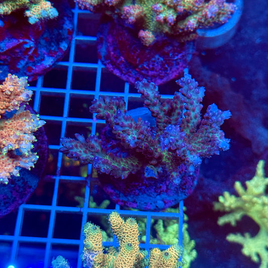 (WYSIWYG) Acropora Colony T3D7