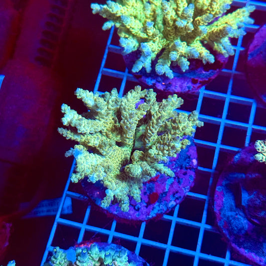 (WYSIWYG) Acropora Colony T3E1