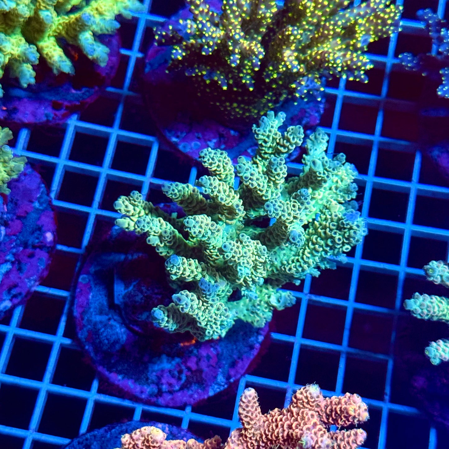 (WYSIWYG) Acropora Colony T3E2