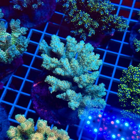 (WYSIWYG) Acropora Colony T3E4