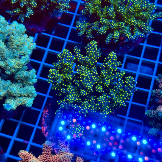 (WYSIWYG) Acropora Colony T3E5