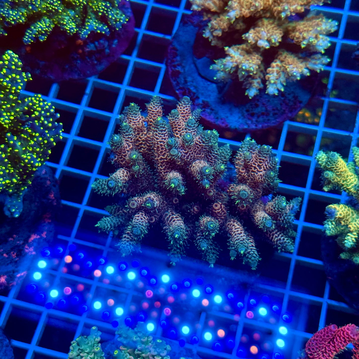 (WYSIWYG) Acropora Colony T3E6
